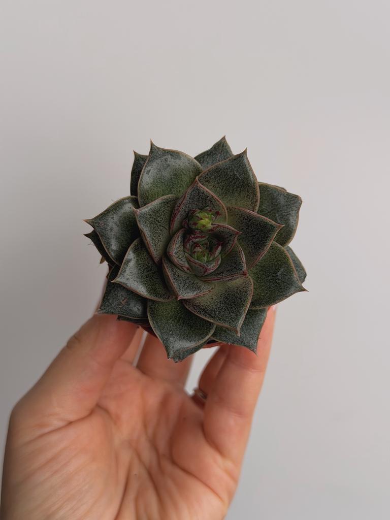 Эхеверия Пурпузорум