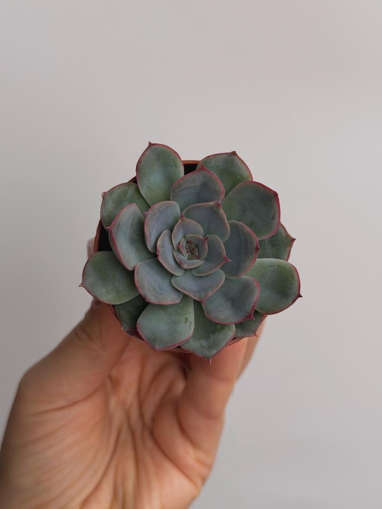 Эхеверия Геркулес