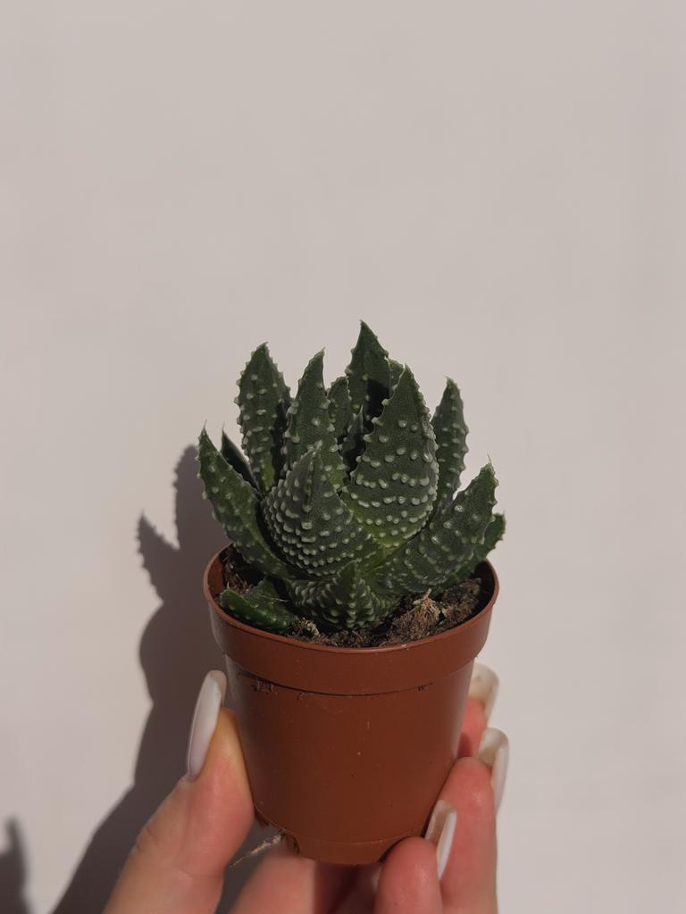 Хавортия Маргаритифера