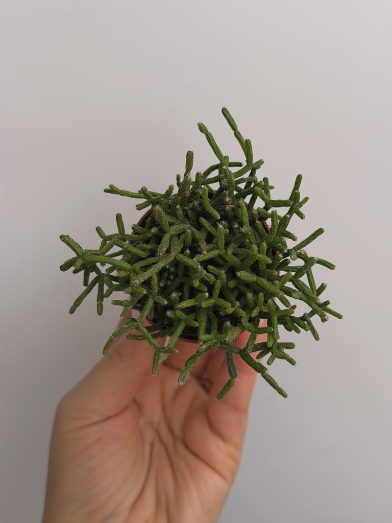 Рипсалис Ягодный