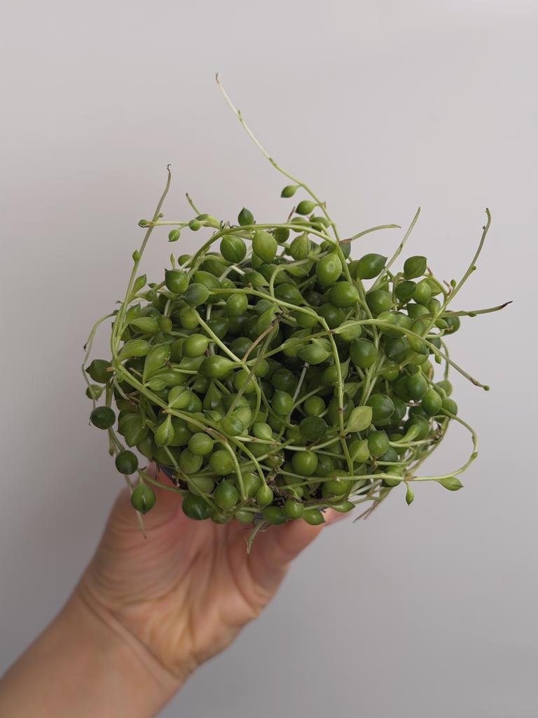 Крестовник Роули