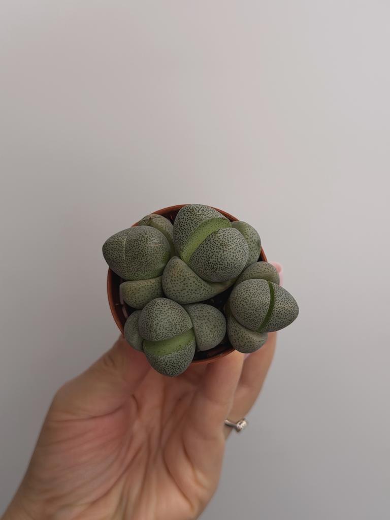 Плейоспилос Нелли