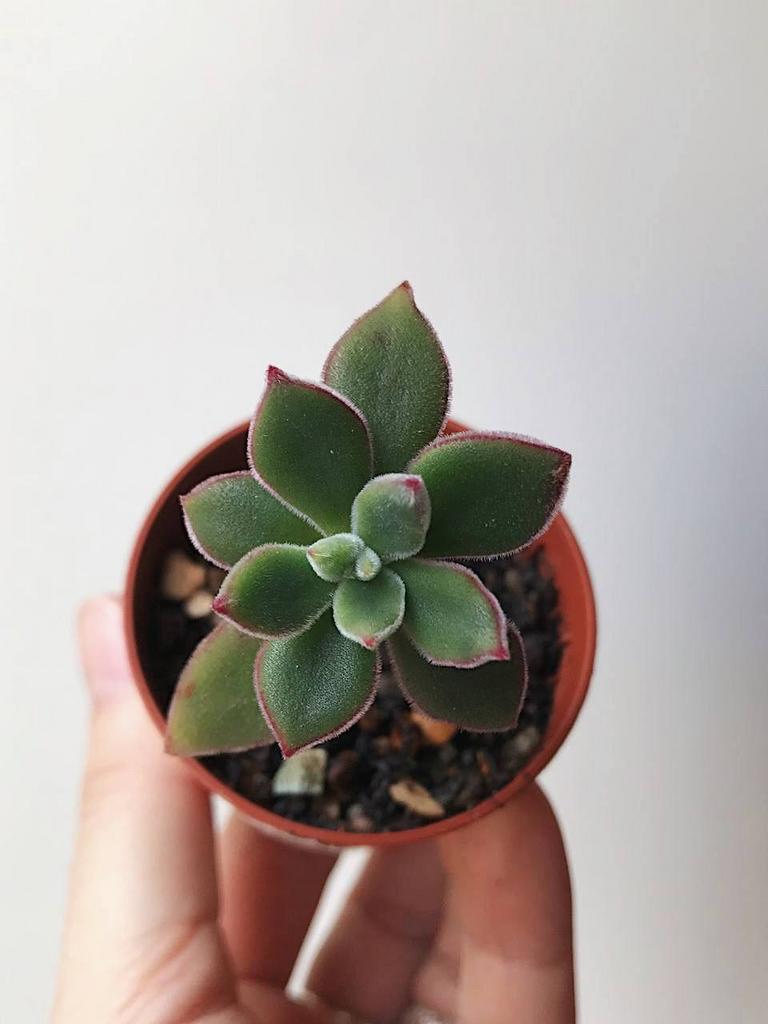 Echeveria Pulv-oliver