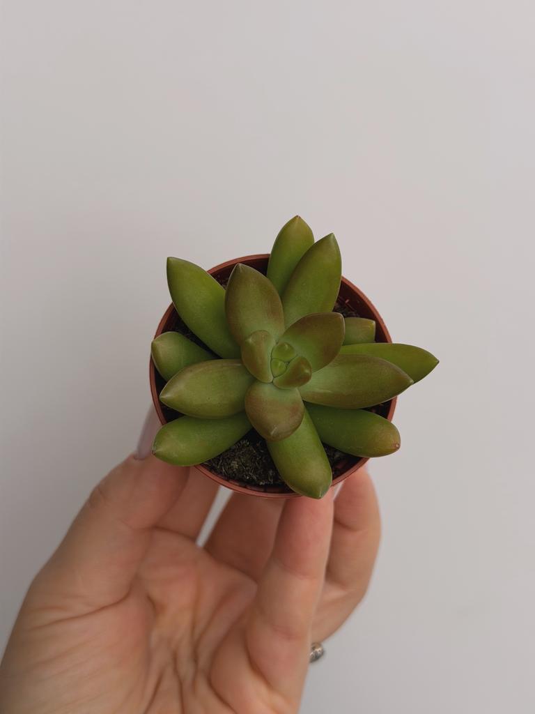 Седум Нуссбаумера