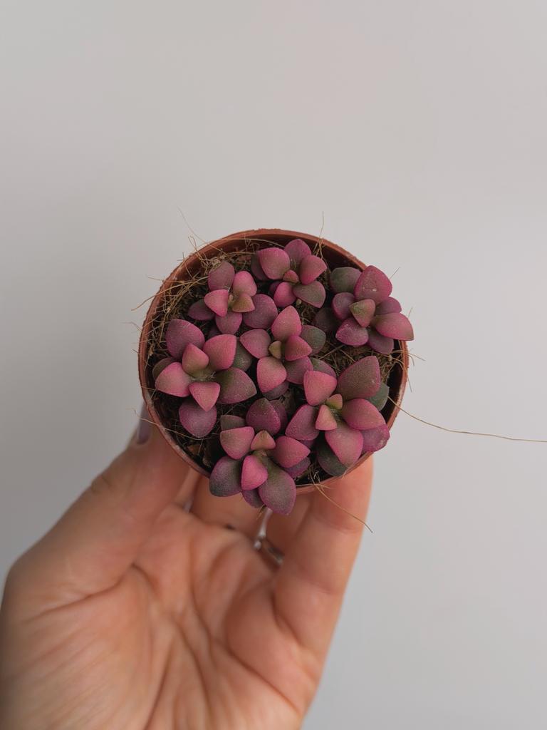 Анакампсерос Телефиаструм Санрайз