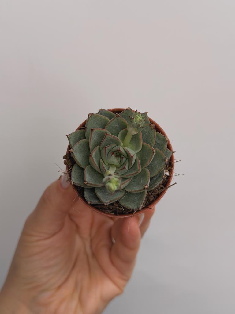 Эхеверия Фабиола