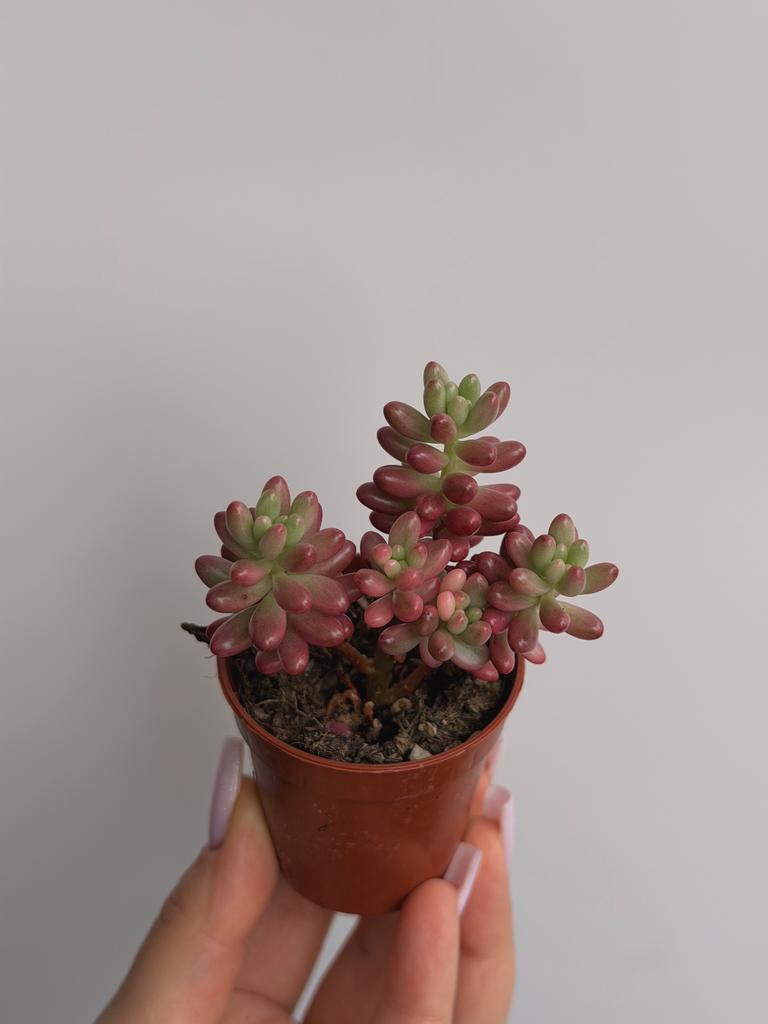 Седум Аврора