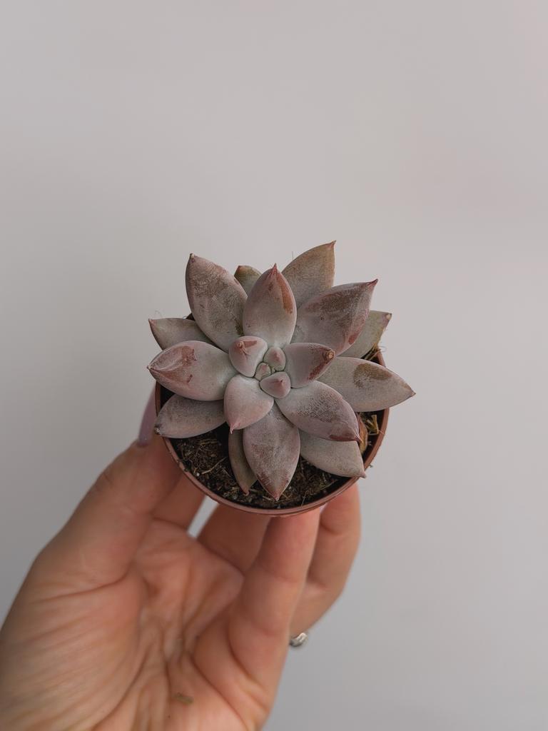 Эхеверия Толиманенсис