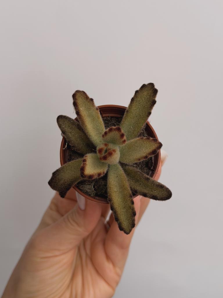 Каланхоэ Золотая Девочка