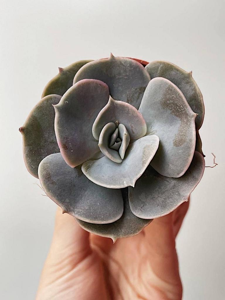 Эхеверия Поллукс