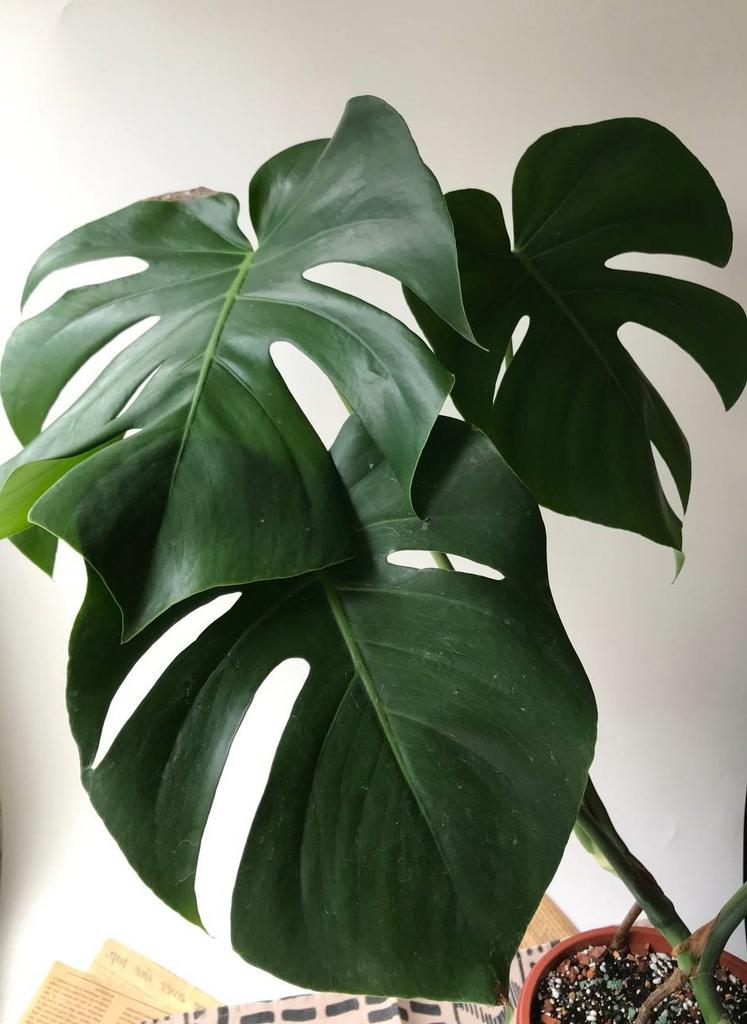 Монстера Делициоза