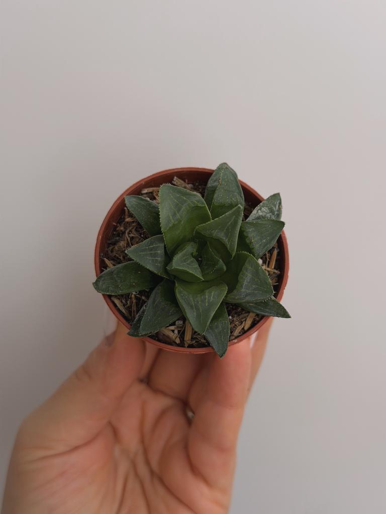 Хавортия Ретуза