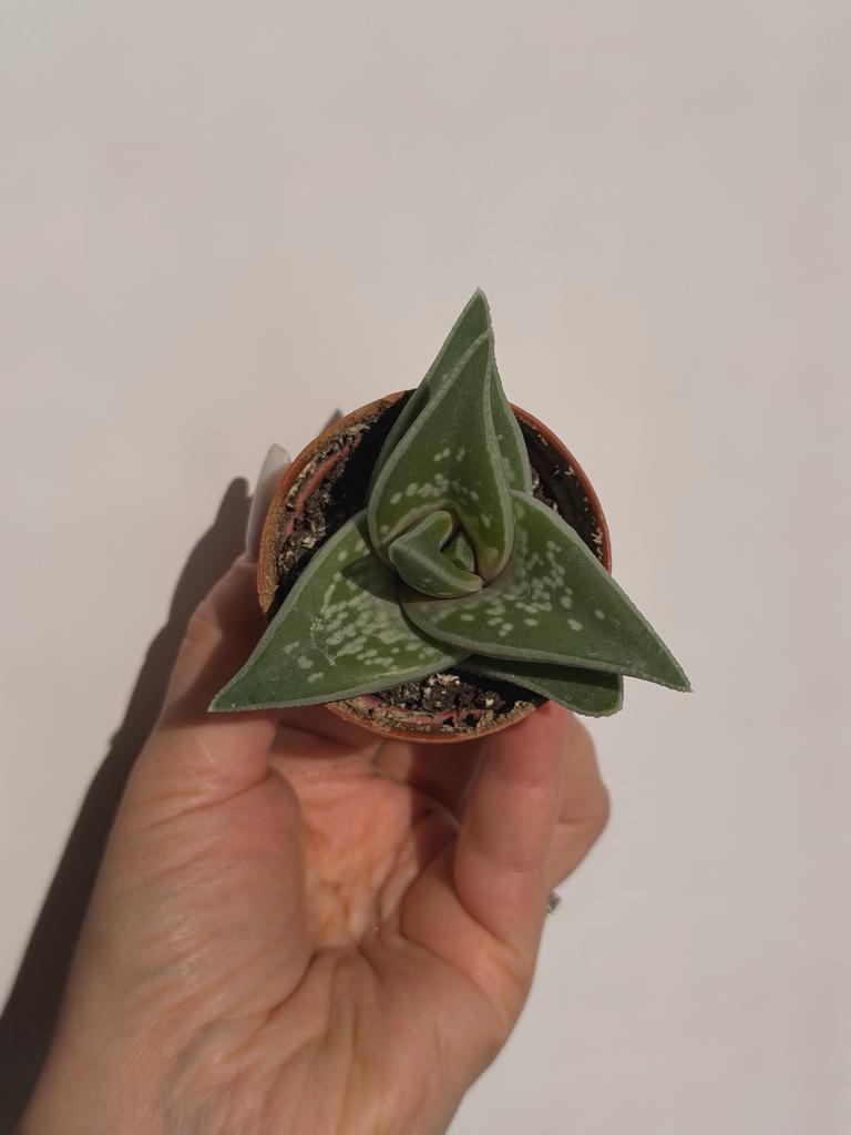 Алоэ Пёстрое