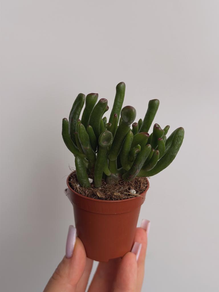 Крассула Овата Хоббит