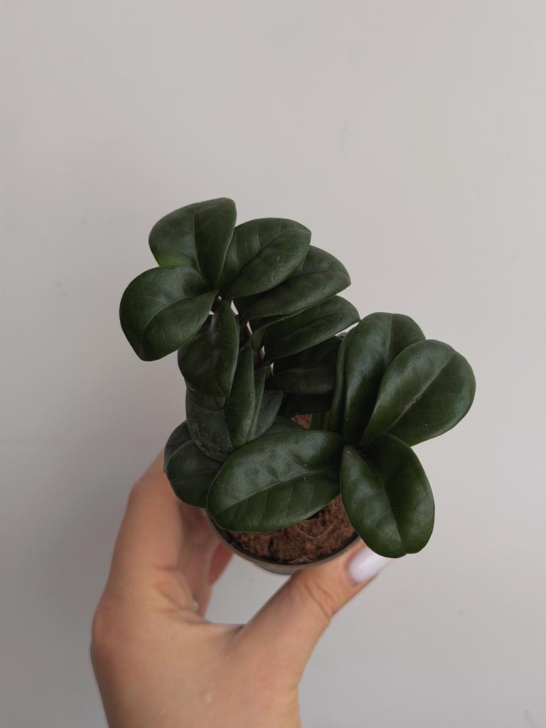 Замиокулькас Зензи