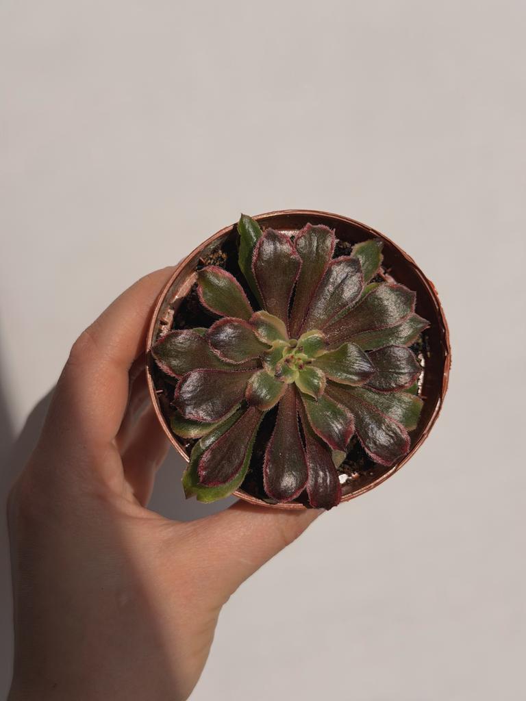 Эониум Марди Грас