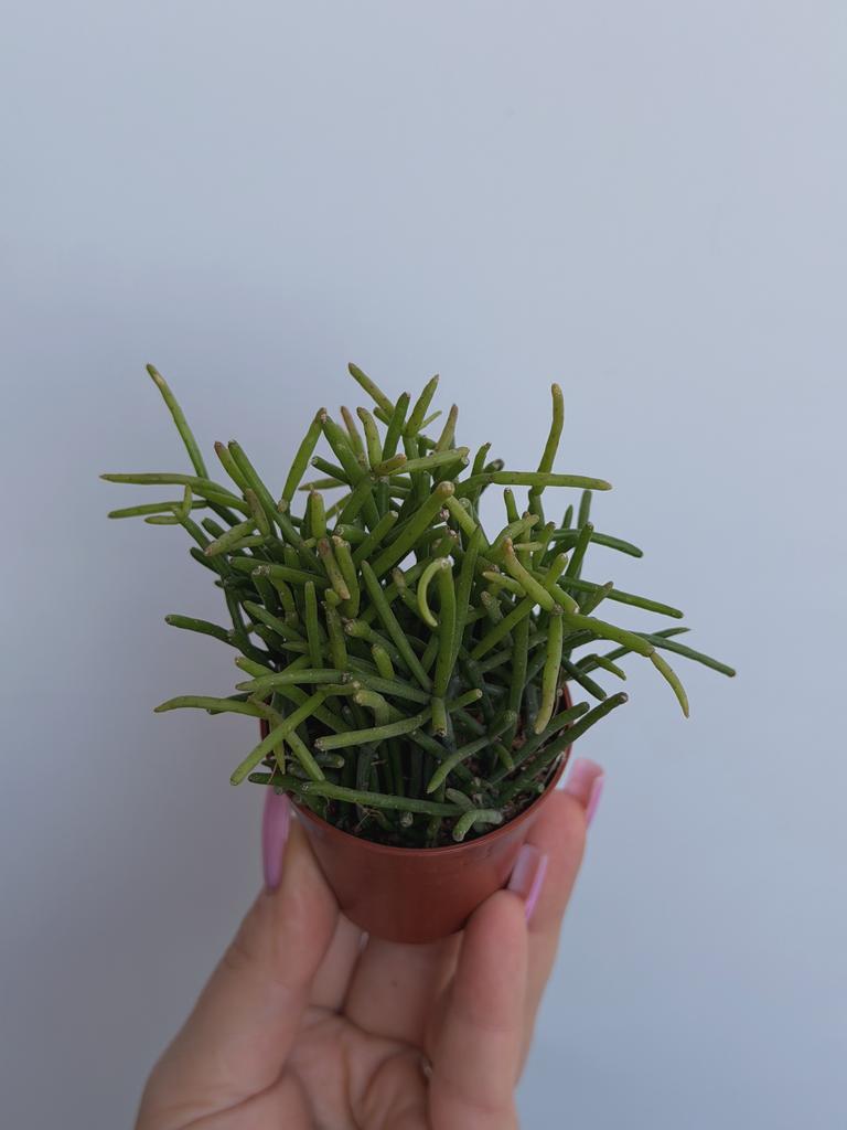 Рипсалис Цереускула