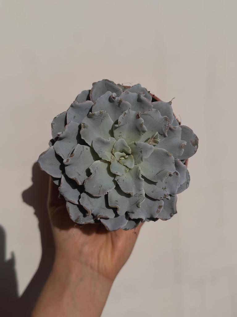 Эхеверия Криспата Бьюти