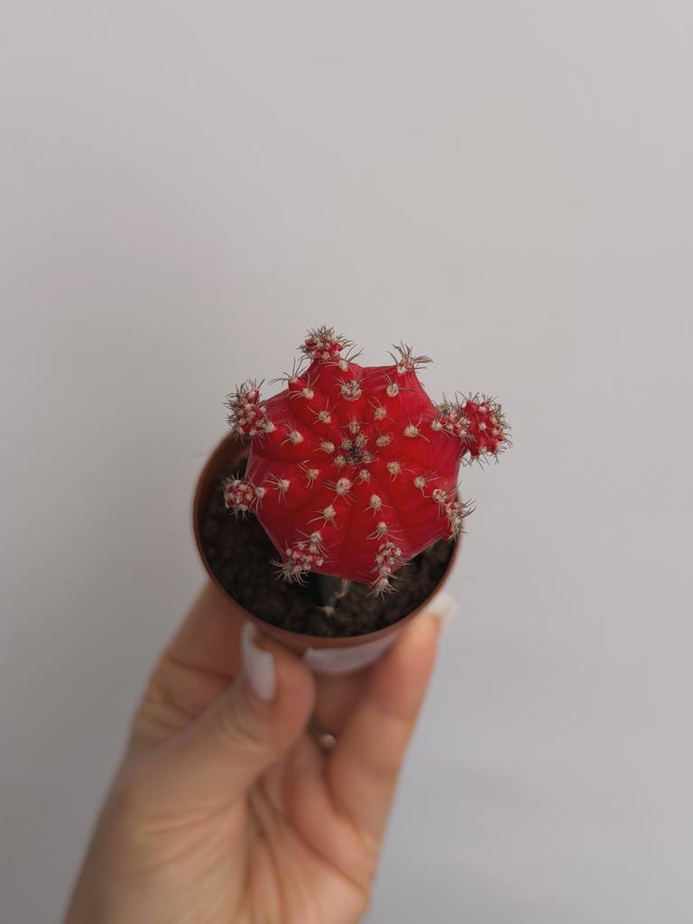 Гимнокалициум Михановича Красный