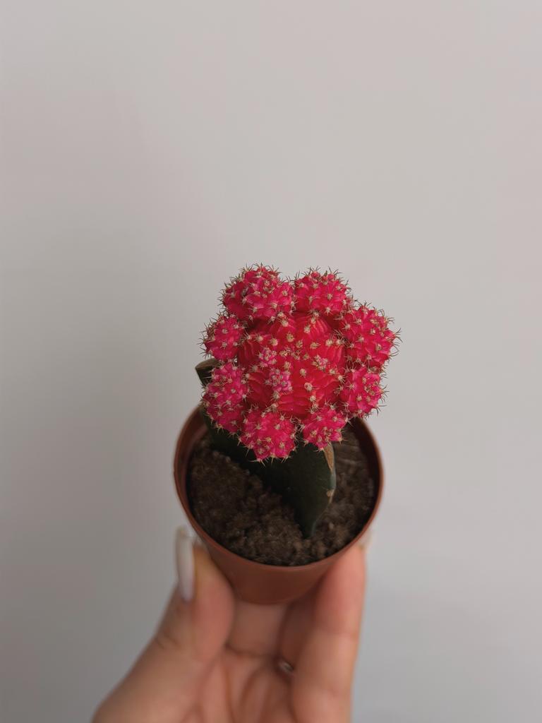 Гимнокалициум Михановича Розовый