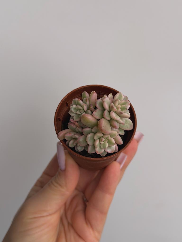 Седум Джойс Таллоч вариегатный