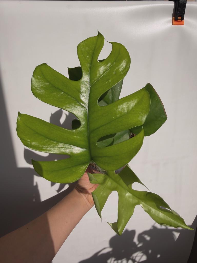 Монстера Минима