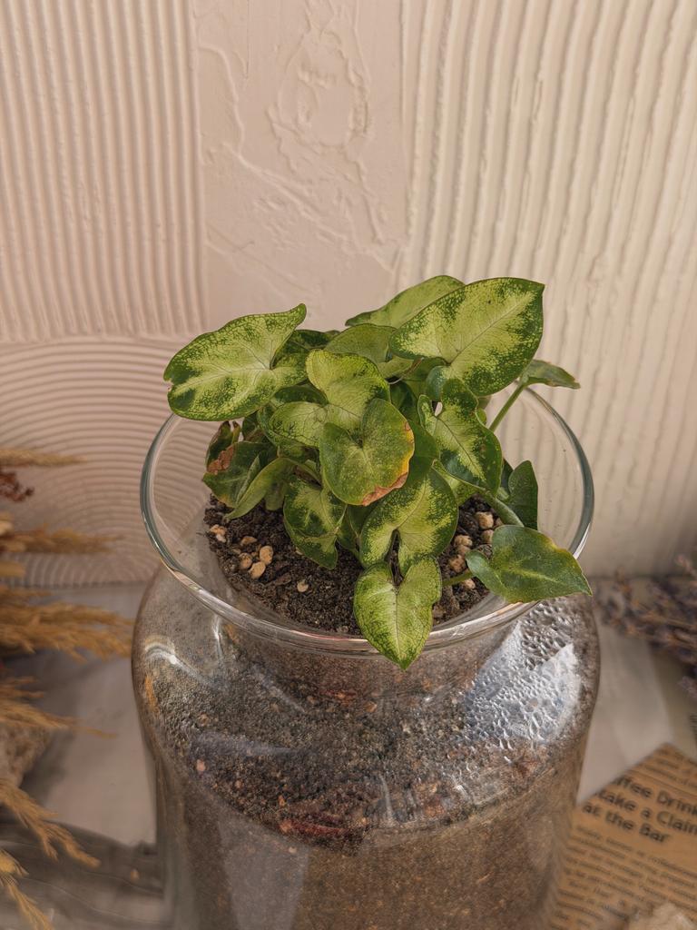 Сингониум в колбе