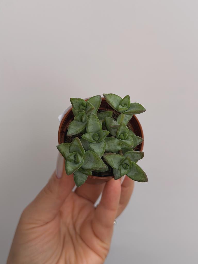 Крассула Рупестрис