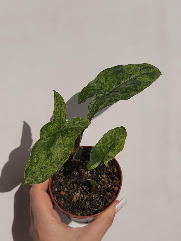 Сингониум Моттлед