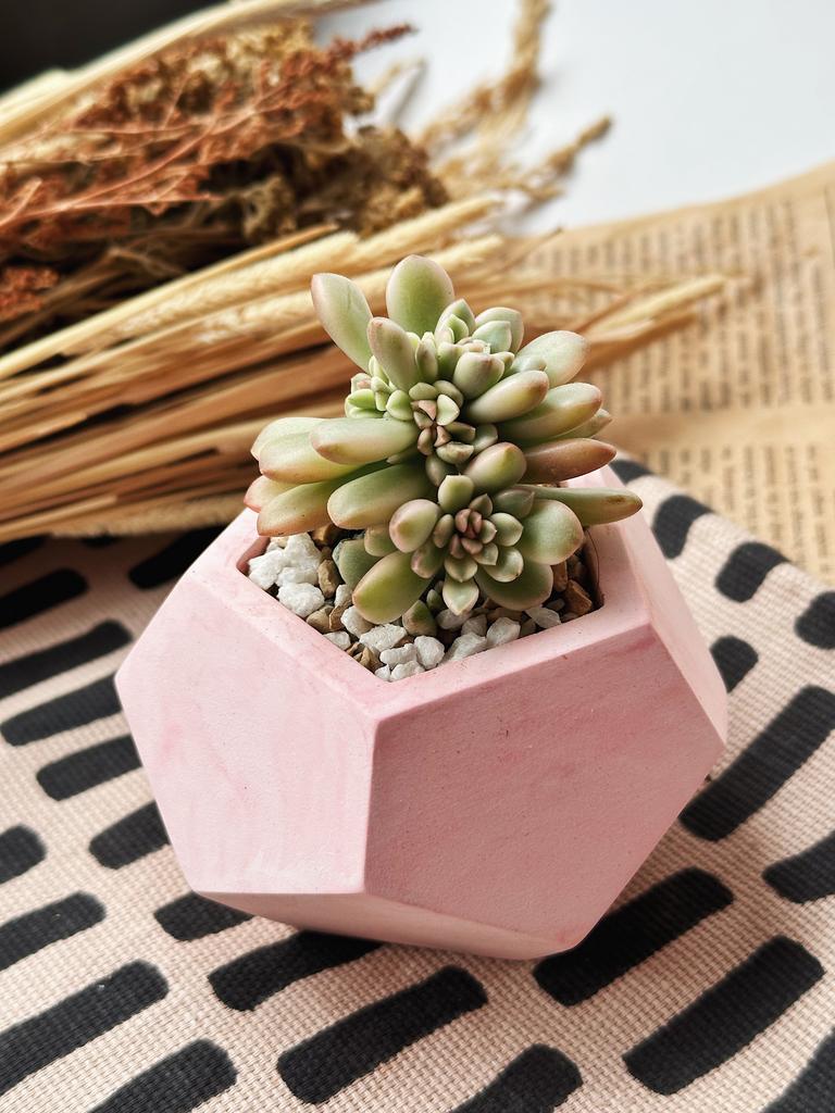 Седум Джойс Таллоч