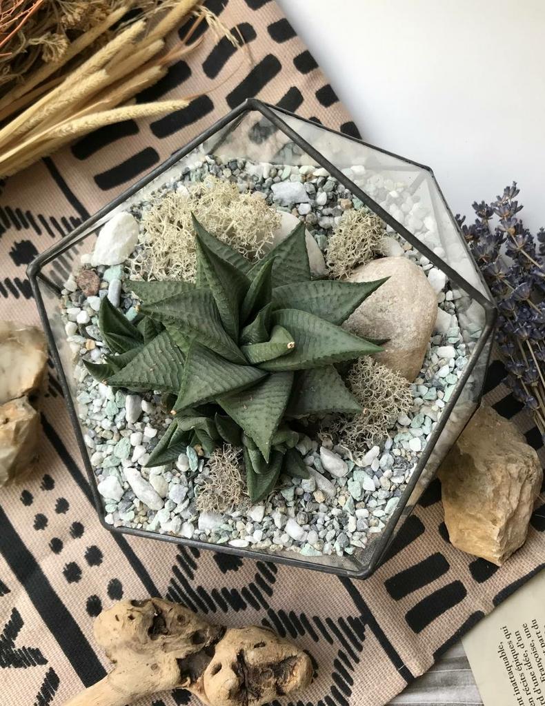 Хавортия лимифолия Роукс в Икосаэдре