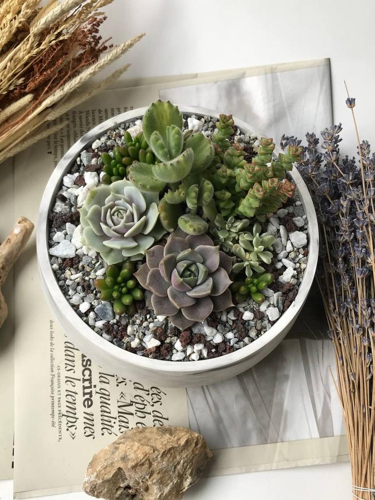 Садик из суккулентов в Боуле