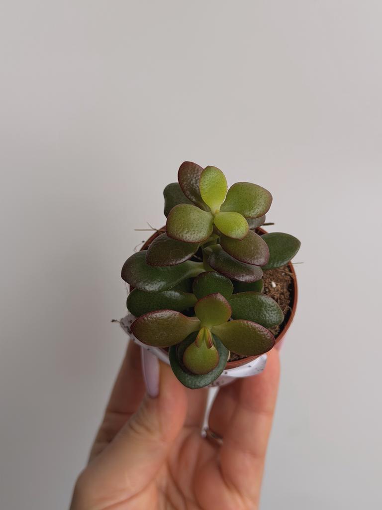 Крассула Овата Минор