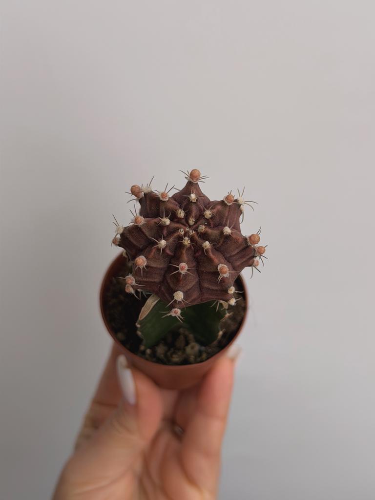 Гимнокалициум Михановича Бордовый