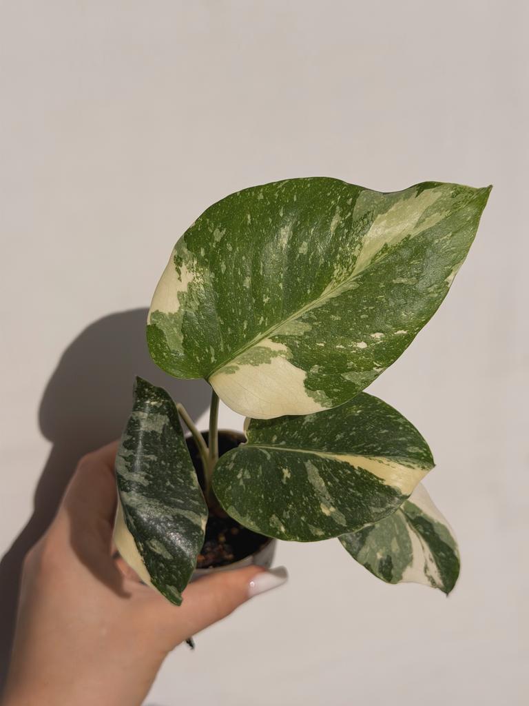 Монстера Тайское созвездие