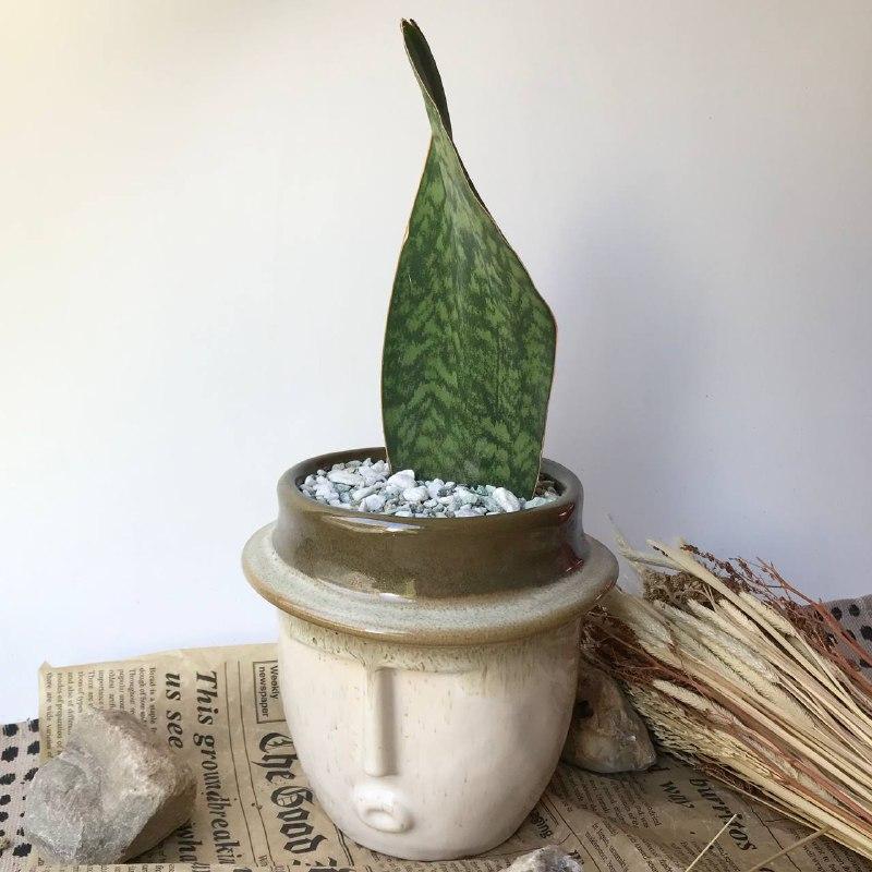 Сансевиерия Масониана в кашпо