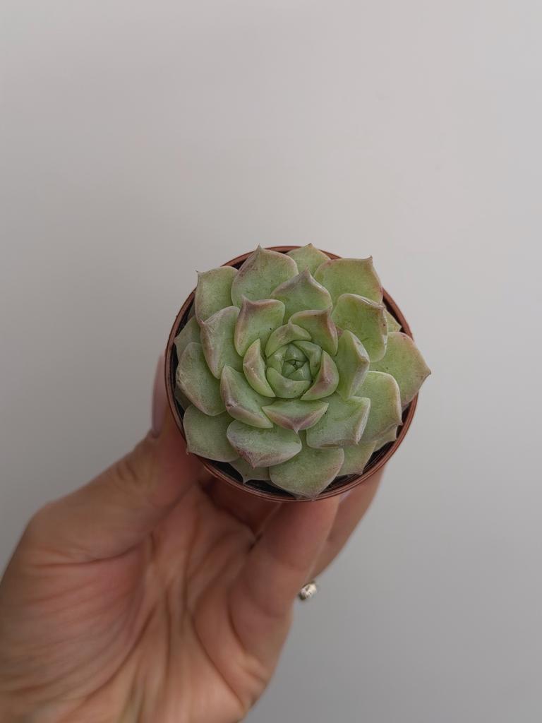 Эхеверия Монблан