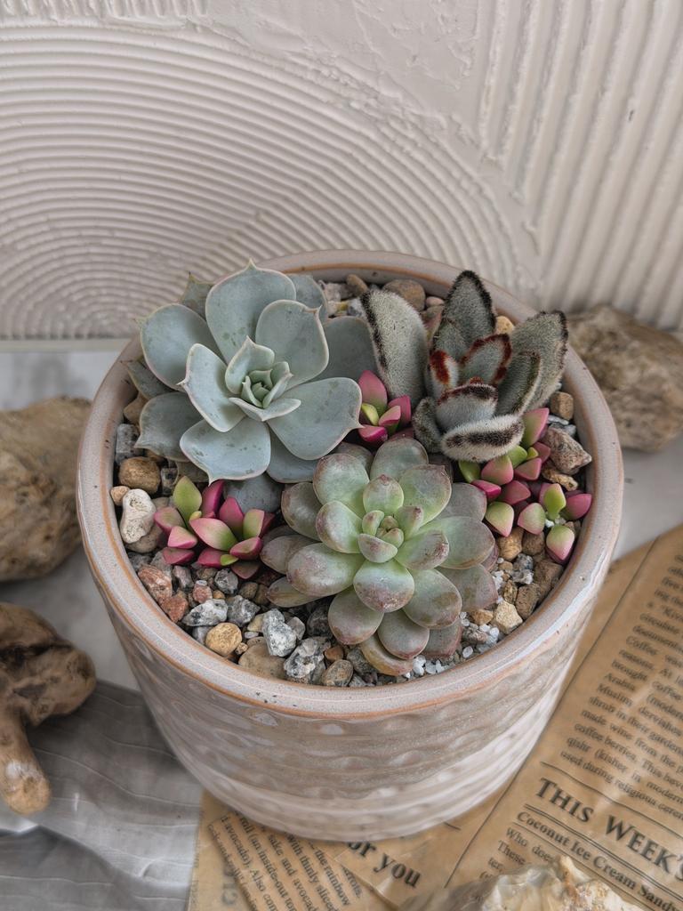 Садик из суккулентов в кашпо