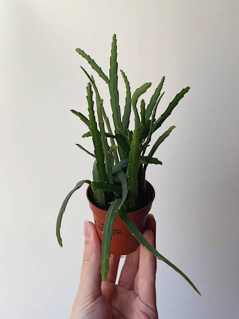 Леписмиум Боливийский