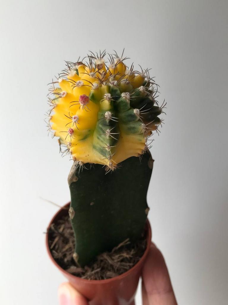 Гимнокалициум Михановича Пёстрый