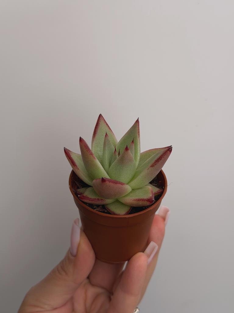 Эхеверия Липстик