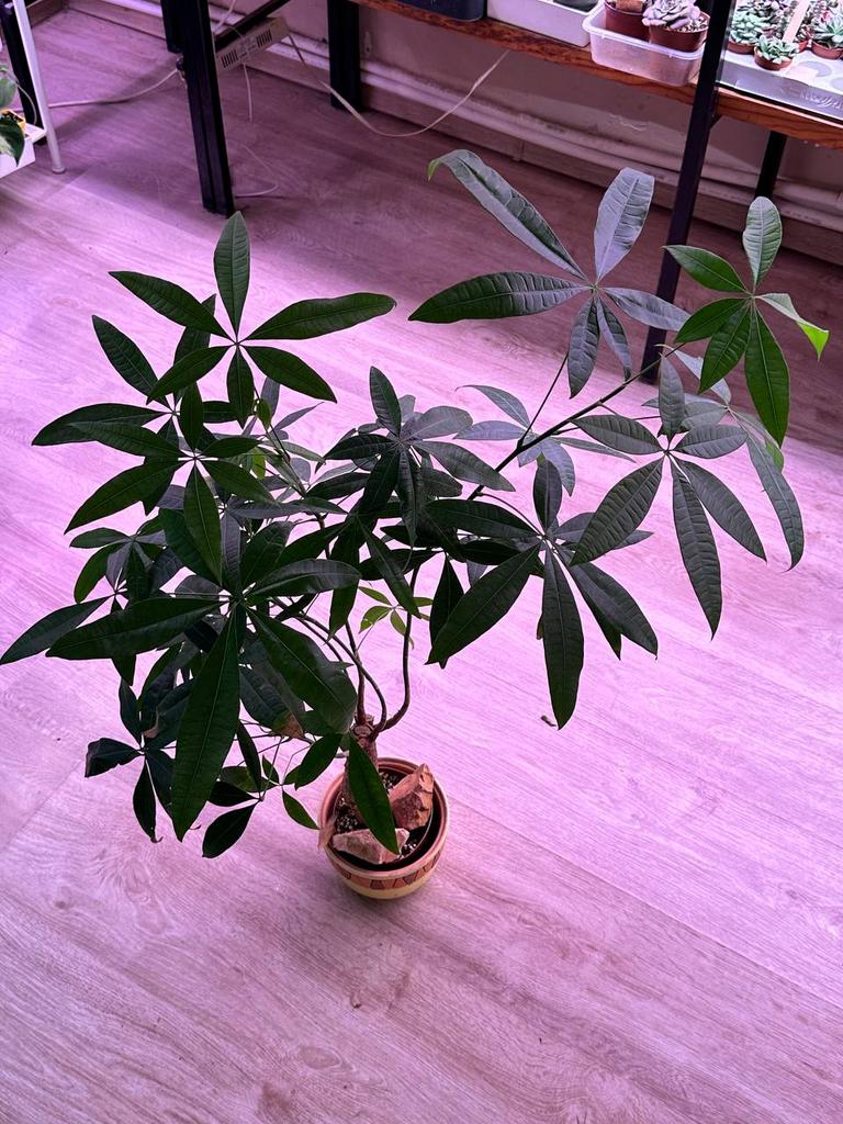 Пахира Акватика