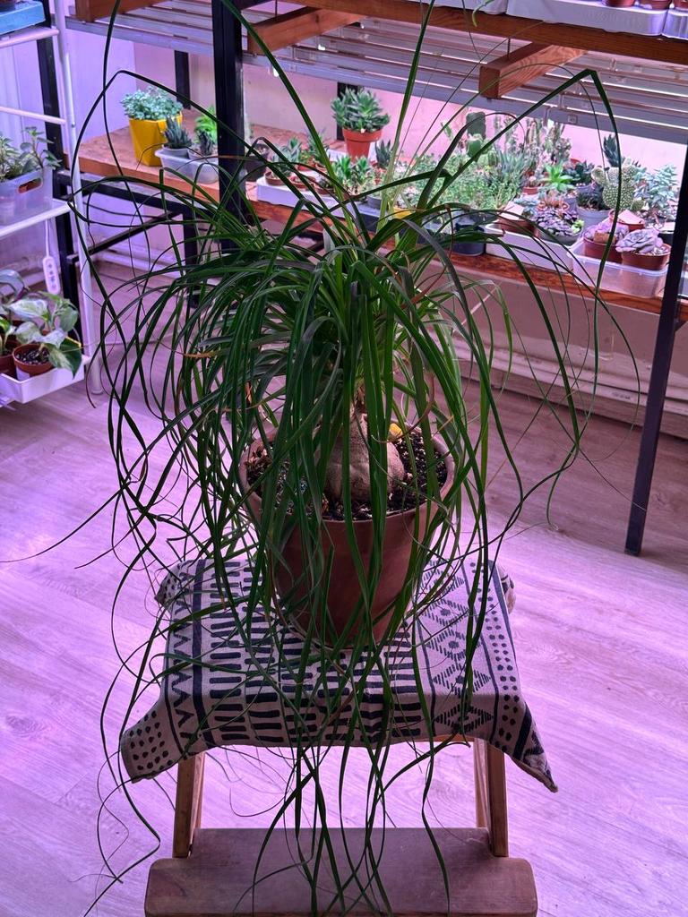 Нолина Рекурвата в терракоте (крупная)