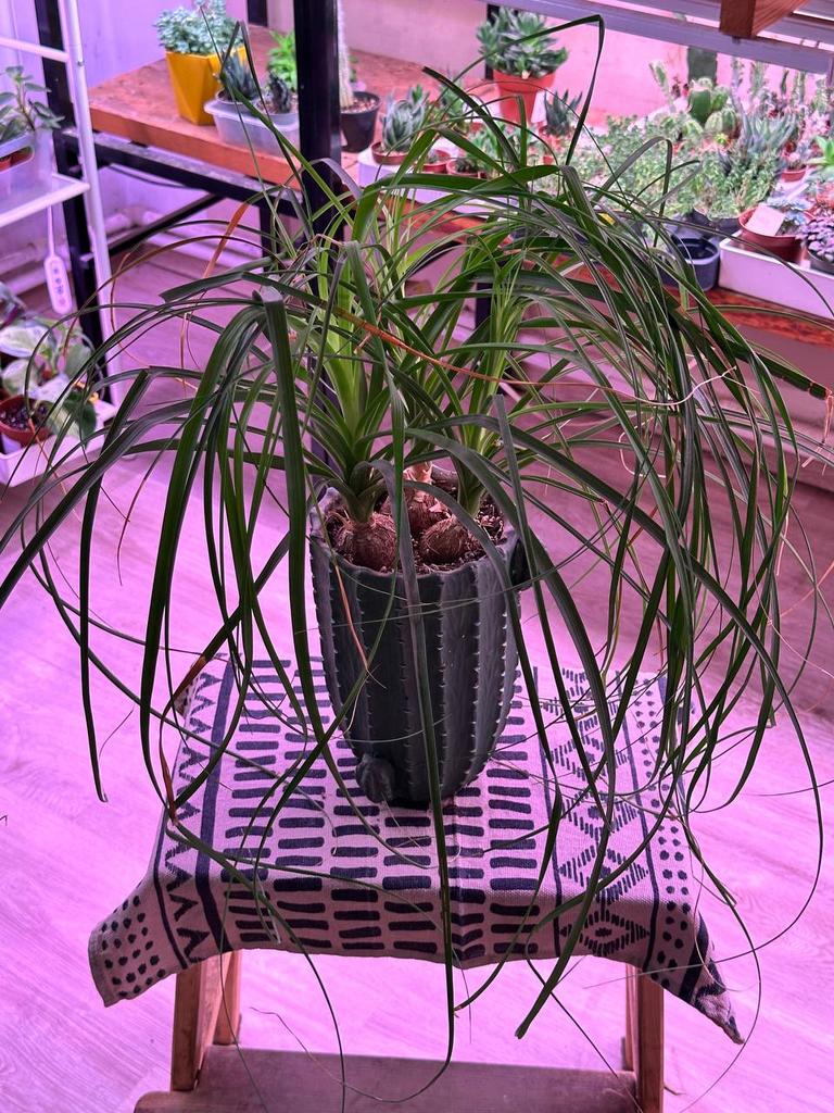 Нолина Рекурвата в кашпо "Кактус"