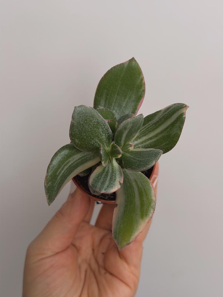 Крассула Овата Вариегата