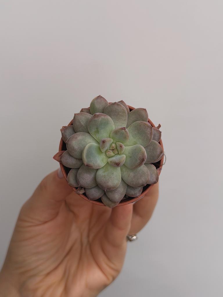 Эхеверия Монро