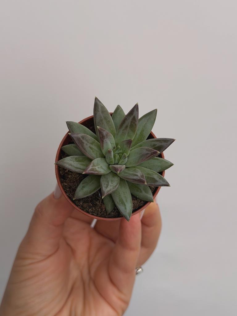 Эхеверия Хукери