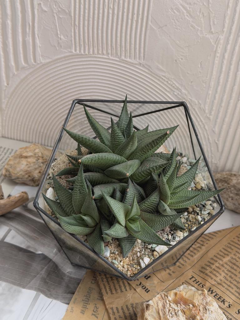 Хавортия во флорариуме