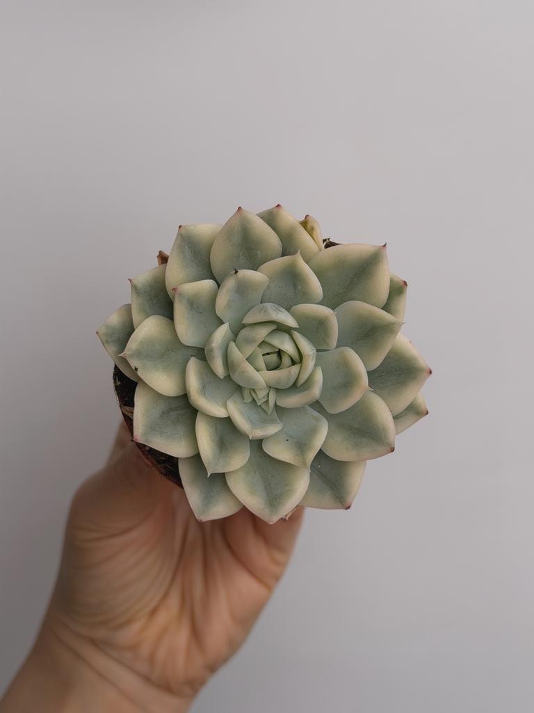 Эхеверия Лунная фея Вариегатная