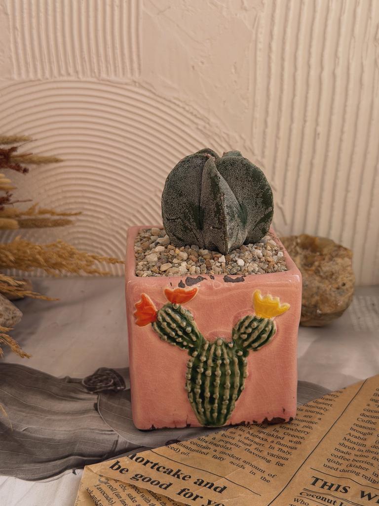 Астрофитум в розовом горшочке